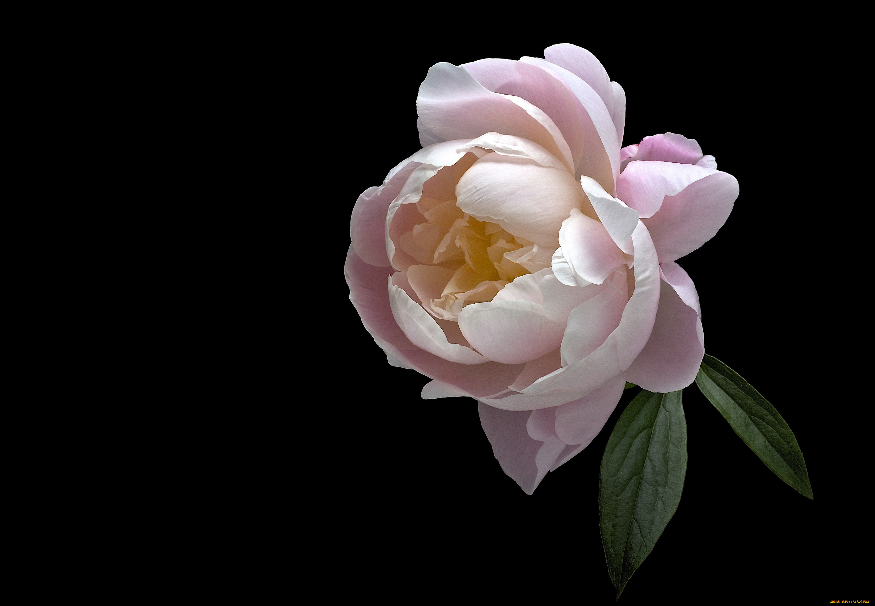 цветы, пионы, черный, фон, пион, цветок