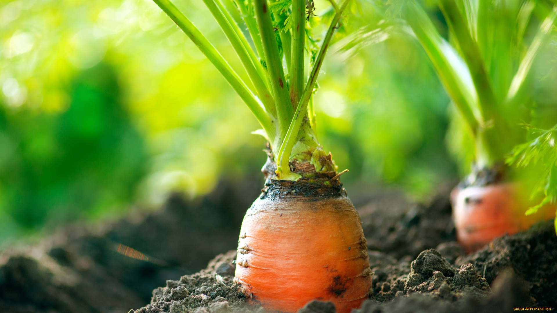 природа, другое, овощи, грядка, морковь, земля, огород, ботва