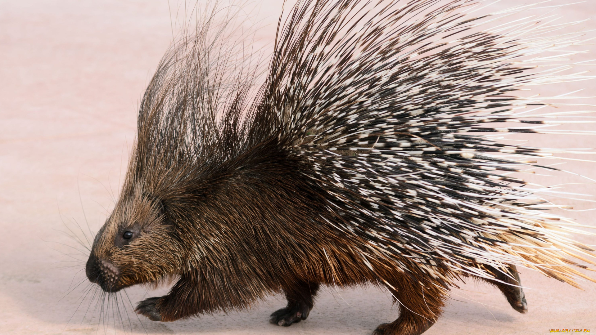 дикобраз, животные, дикобразы, иглы, дикобразовые, колючий, животное