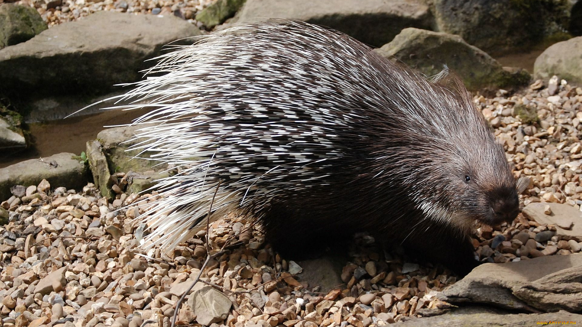 дикобраз, животные, дикобразы, иглы, животное, дикобразовые, колючий