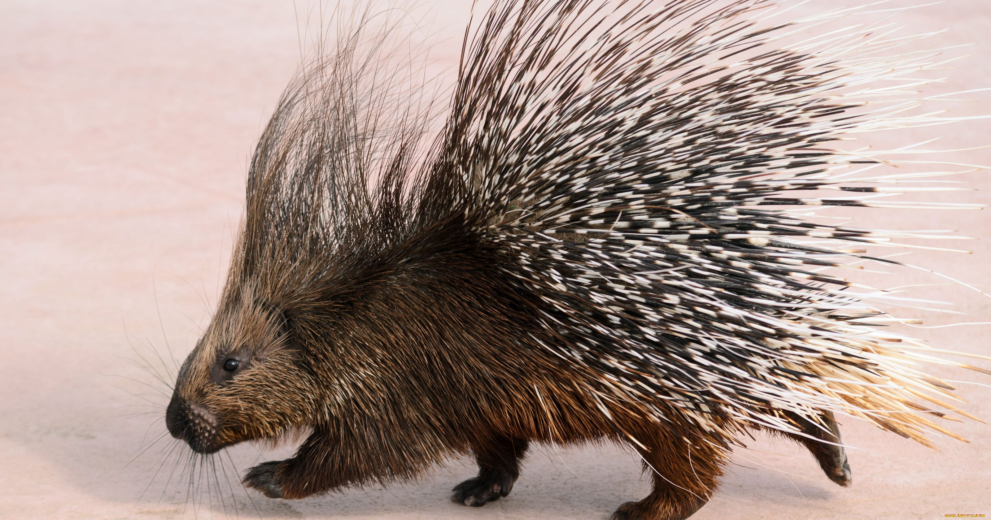 дикобраз, животные, дикобразы, иглы, дикобразовые, колючий, животное