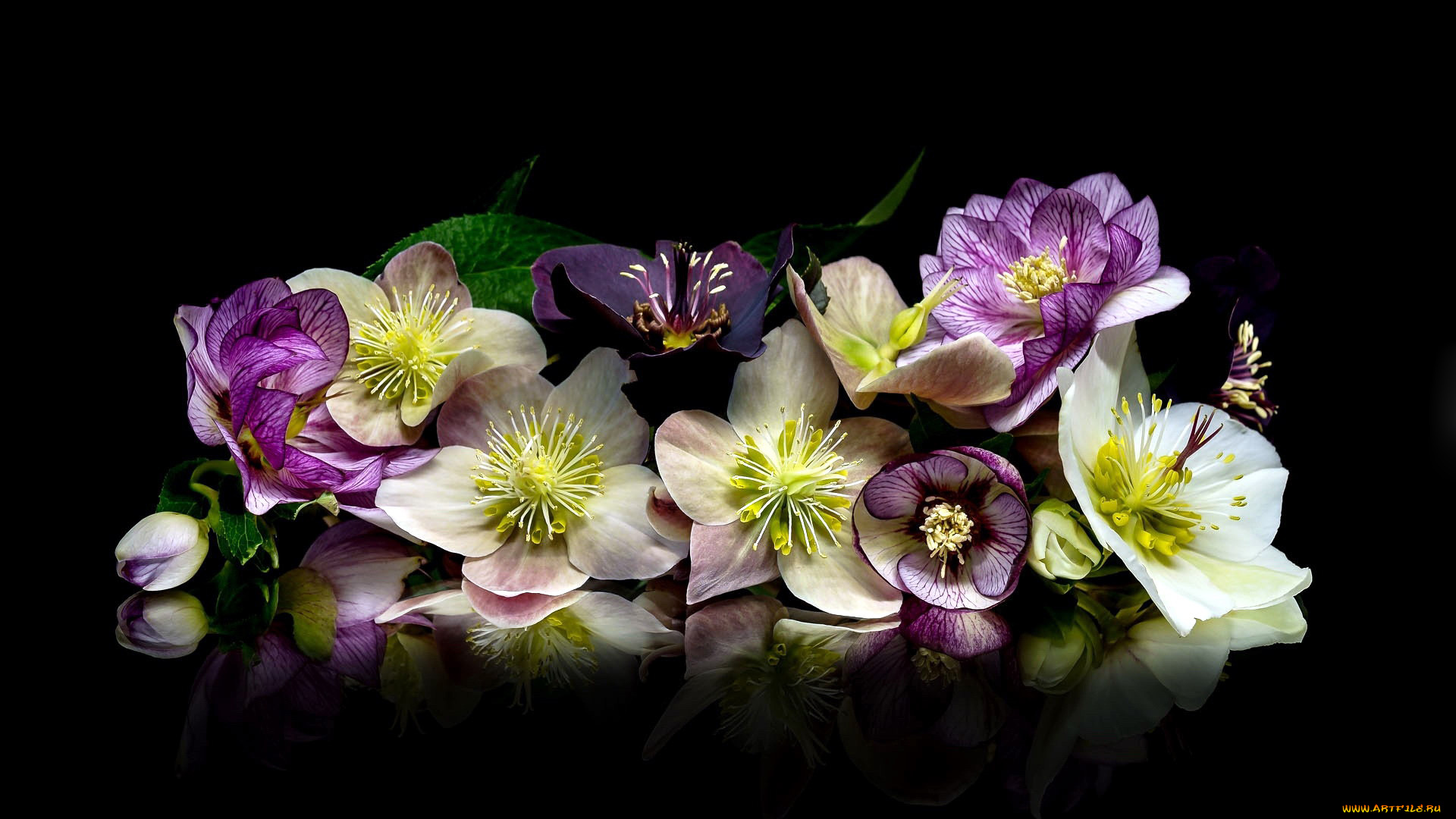 цветы, разные, вместе, анемоны, геллеборус