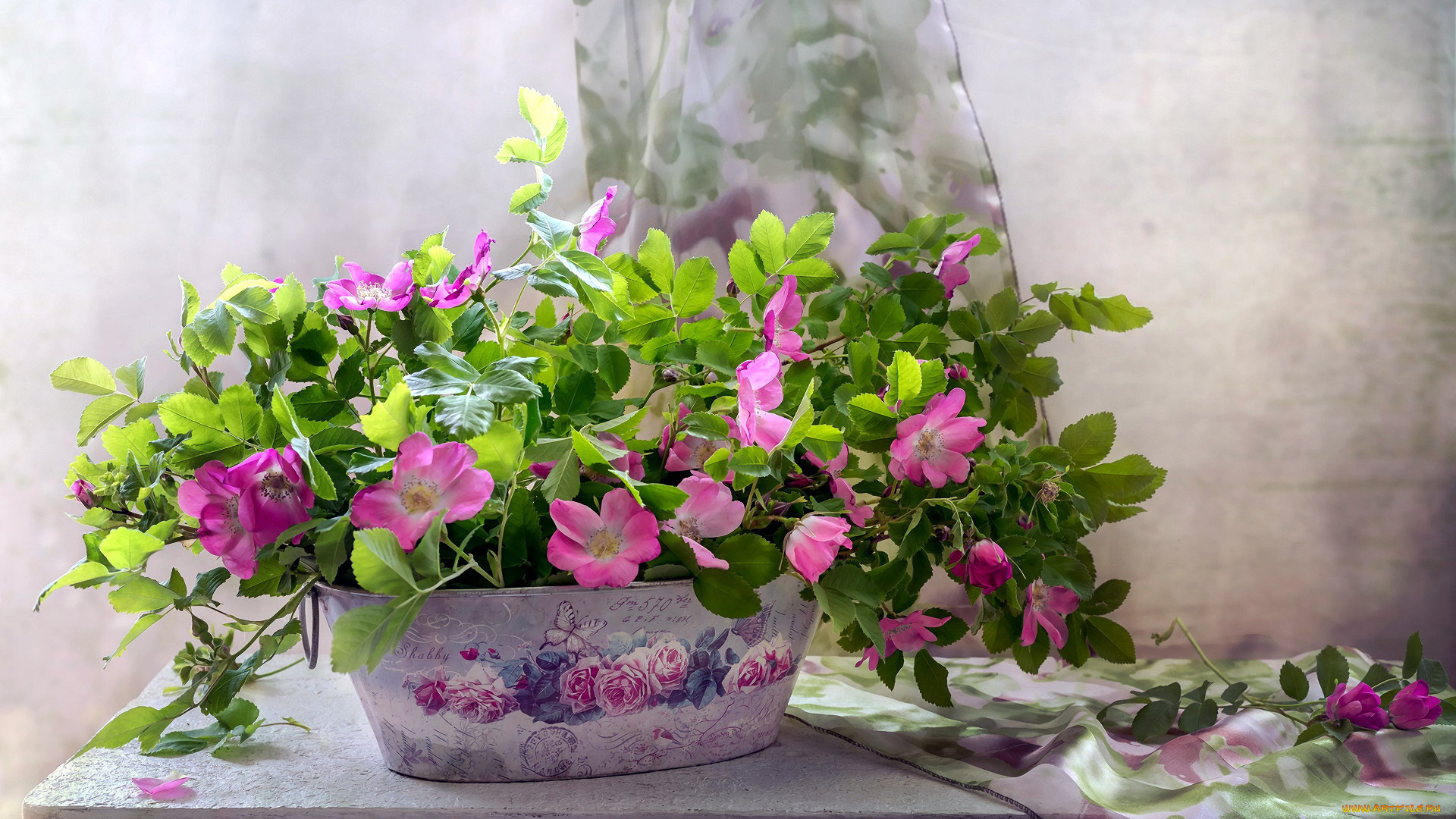 цветы, шиповник, розовый