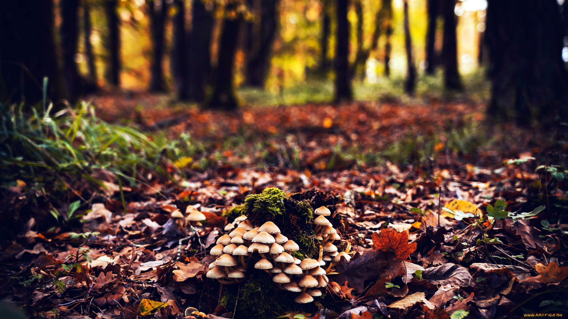 природа, грибы, грибная, семейка