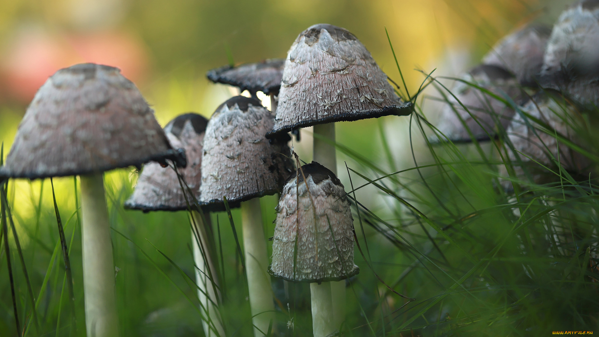 природа, грибы, грибная, семейка