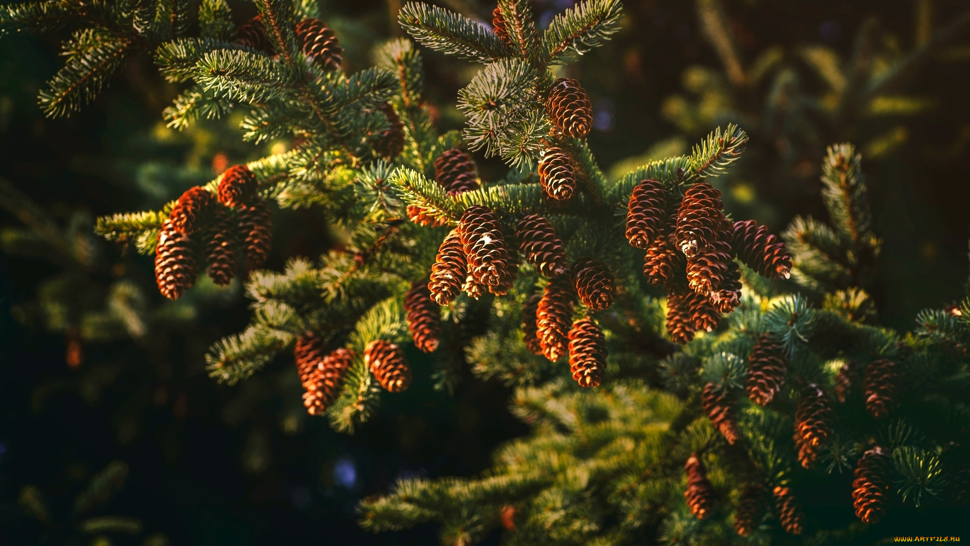 природа, шишки, , жёлуди, , каштаны