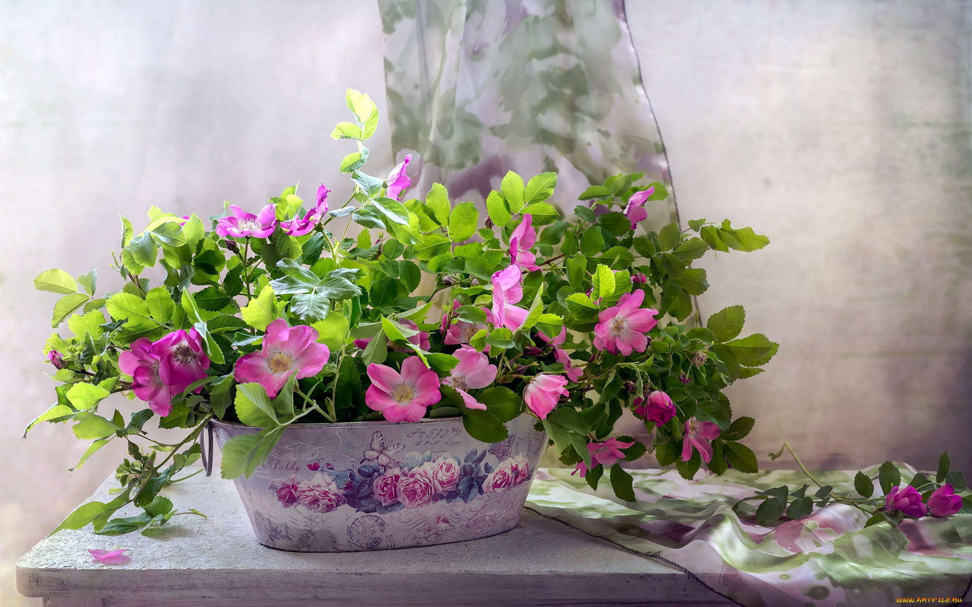 цветы, шиповник, розовый