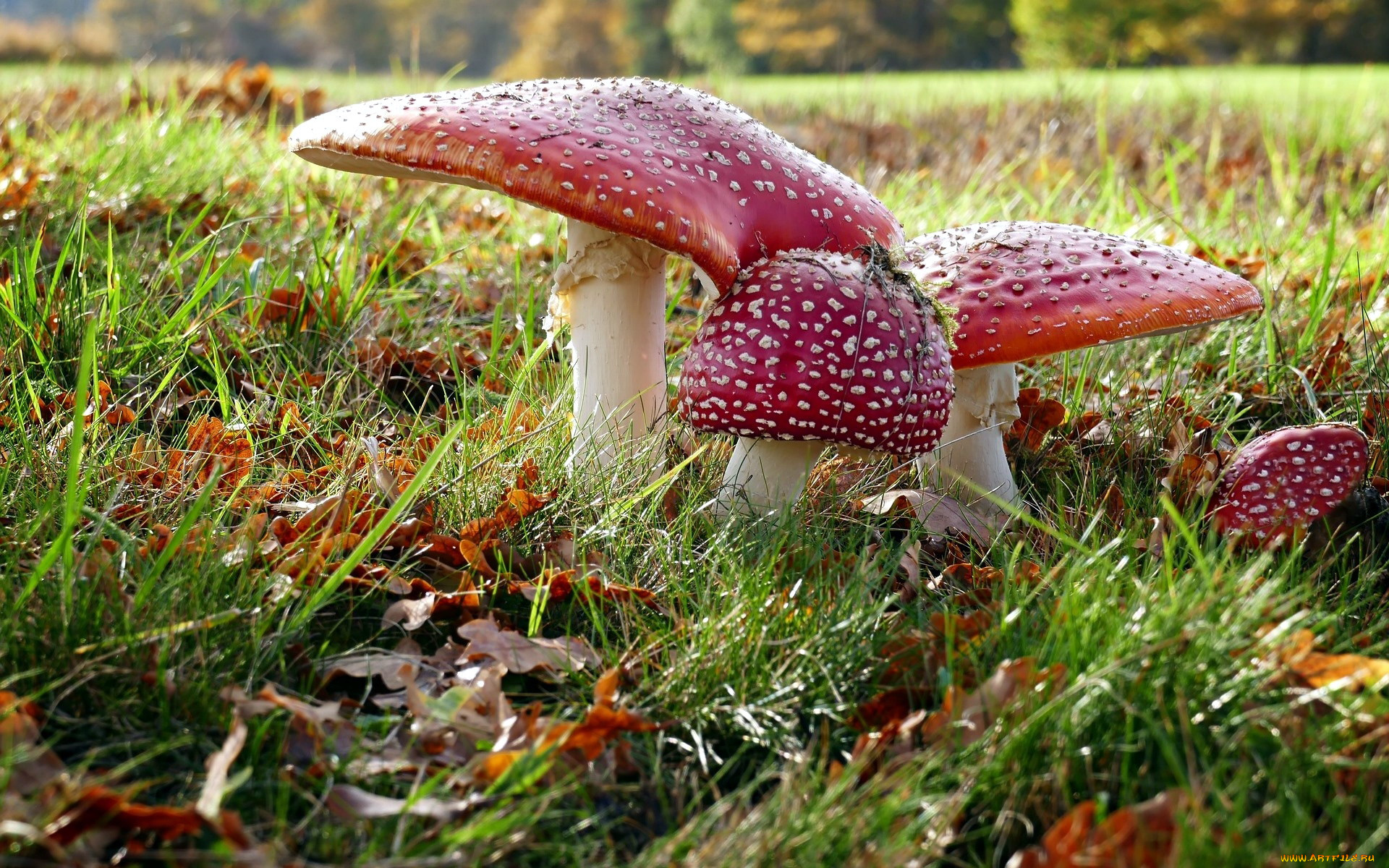 природа, грибы, , мухомор, грибная, семейка, мухоморы