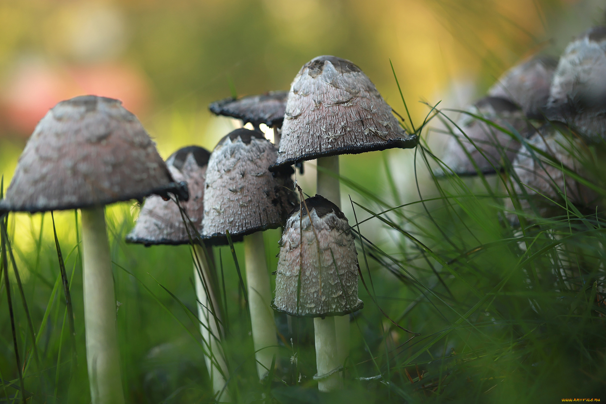 природа, грибы, грибная, семейка