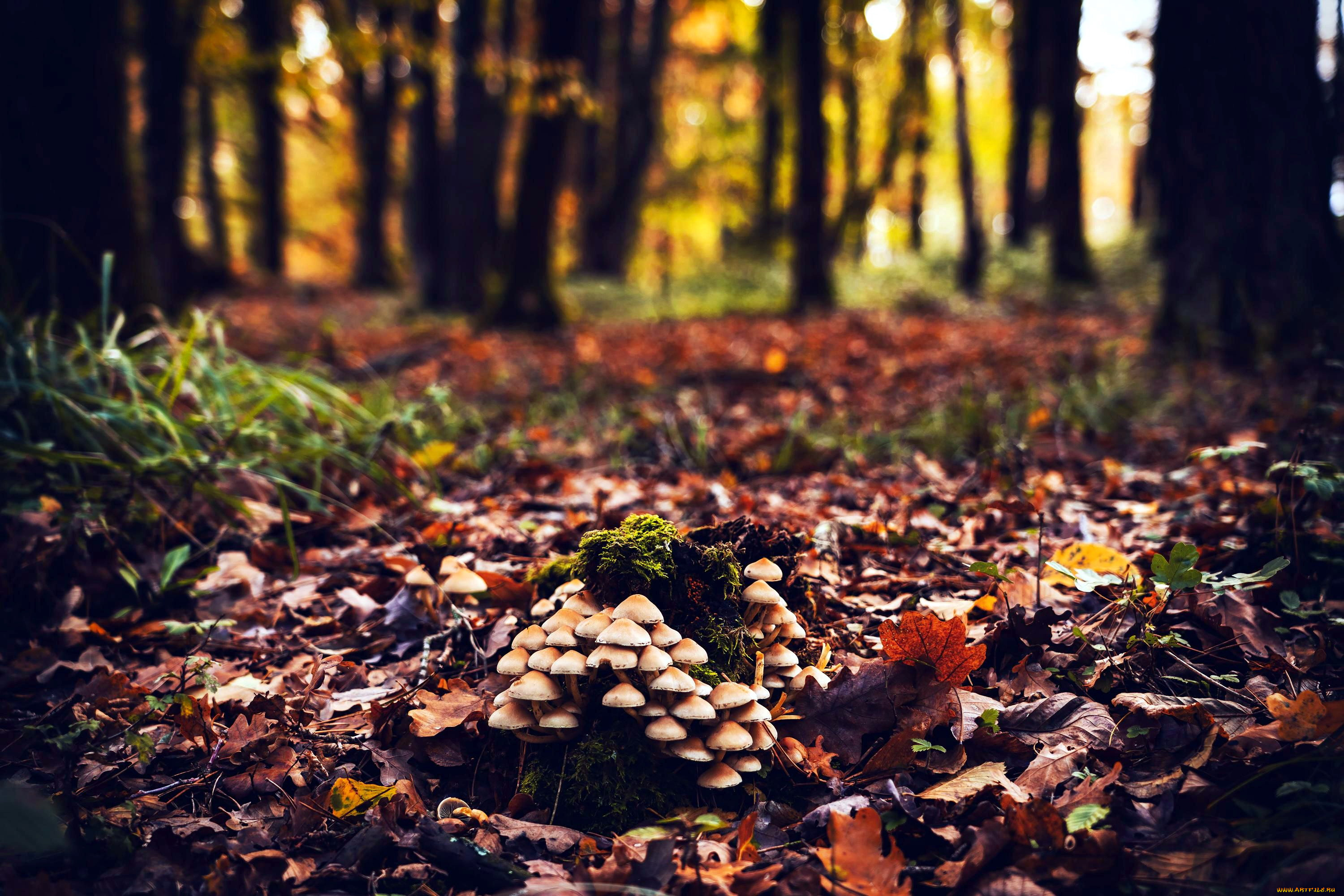 природа, грибы, грибная, семейка