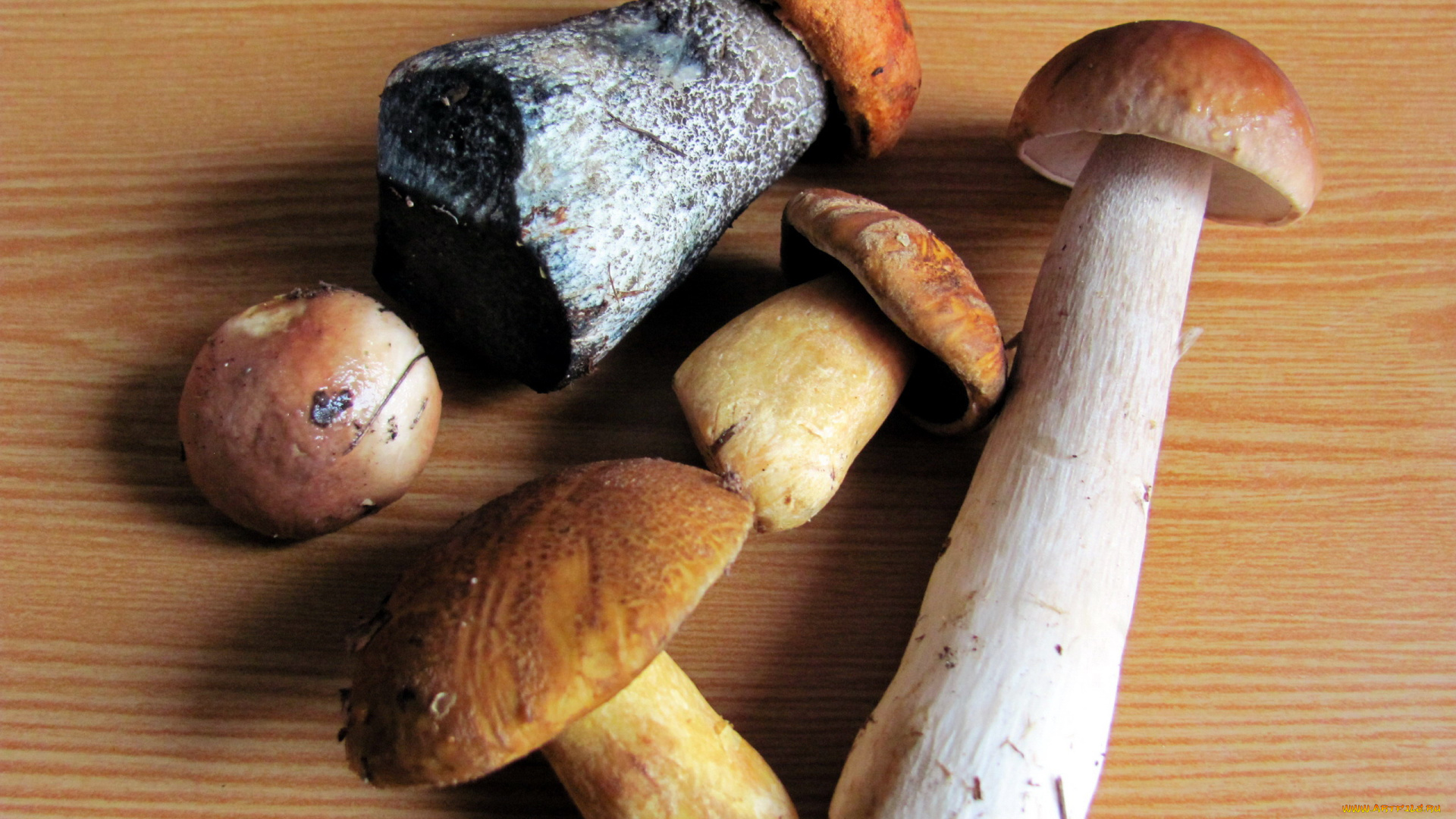 еда, грибы, , грибные, блюда, свежие, лесные