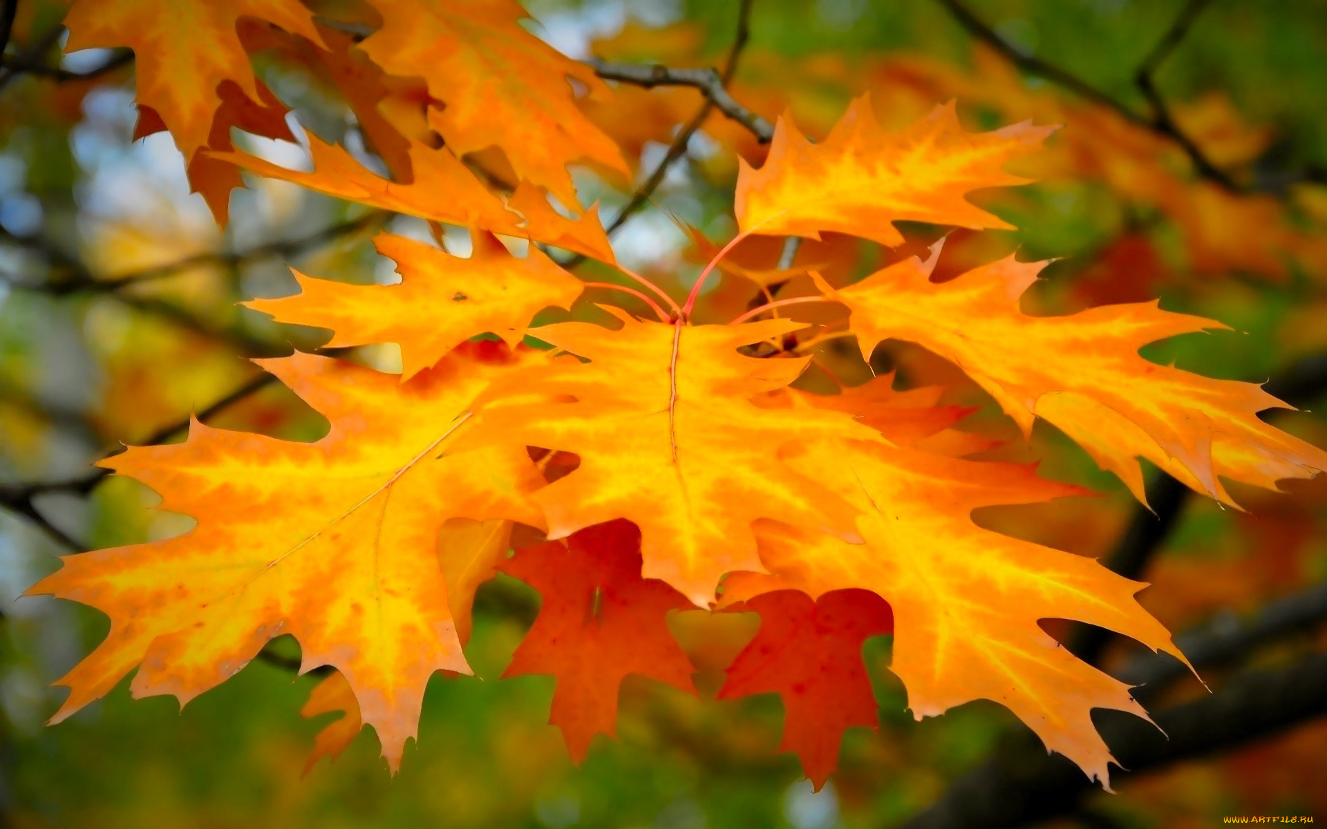 природа, листья, осень, клен, дерево, ветки