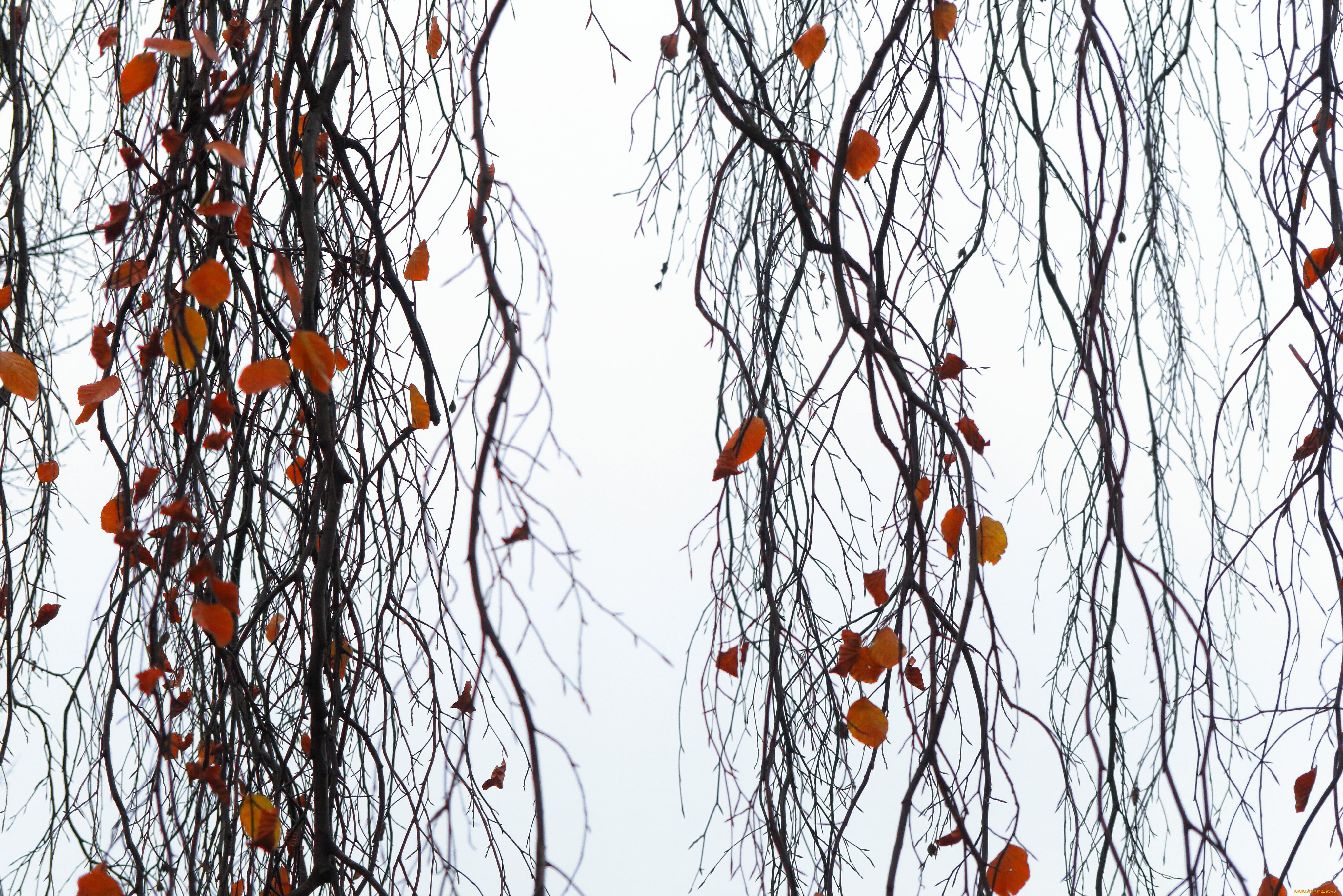 природа, деревья, осень