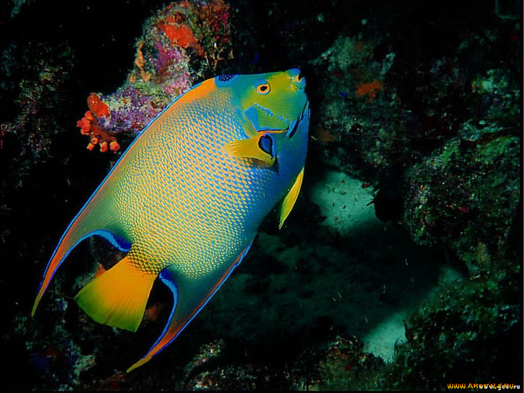 животные, рыбы