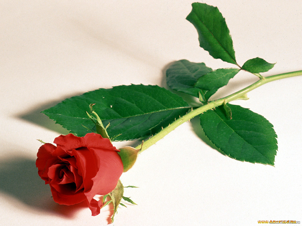 цветы, розы