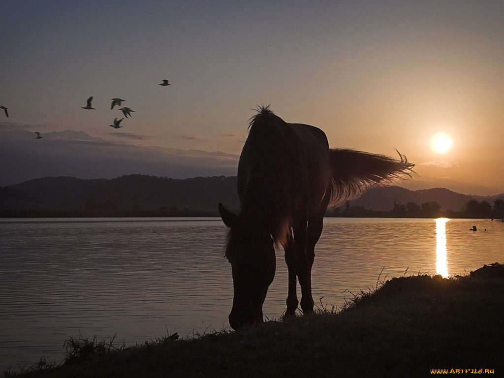 игорь, сидоров, тихое, утро, мирной, абхазии, животные, лошади