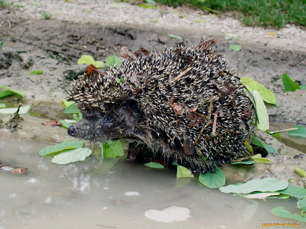 животные, ежи