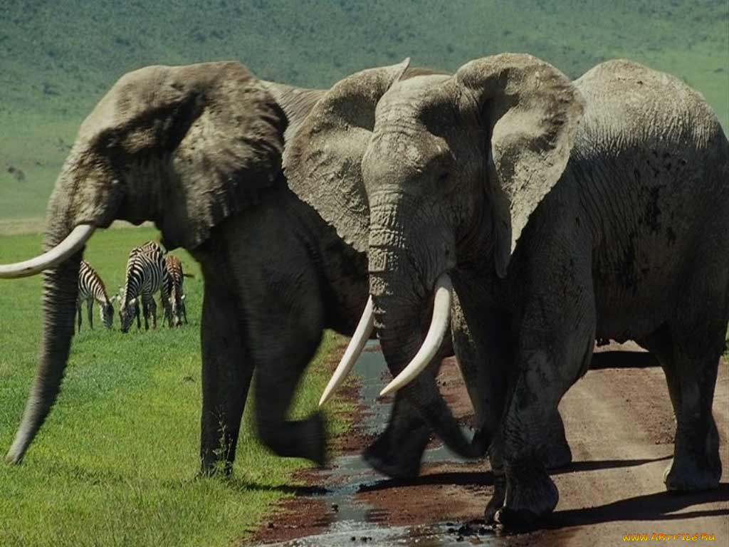 животные, слоны