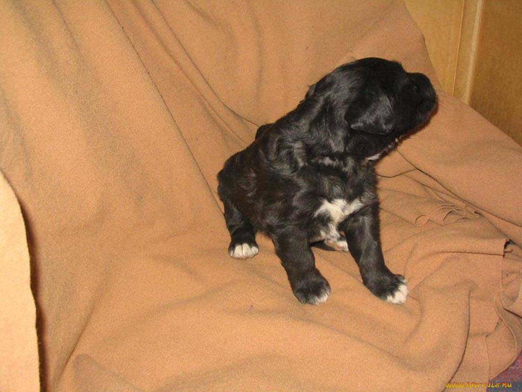 животные, собаки