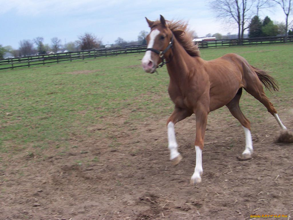 животные, лошади