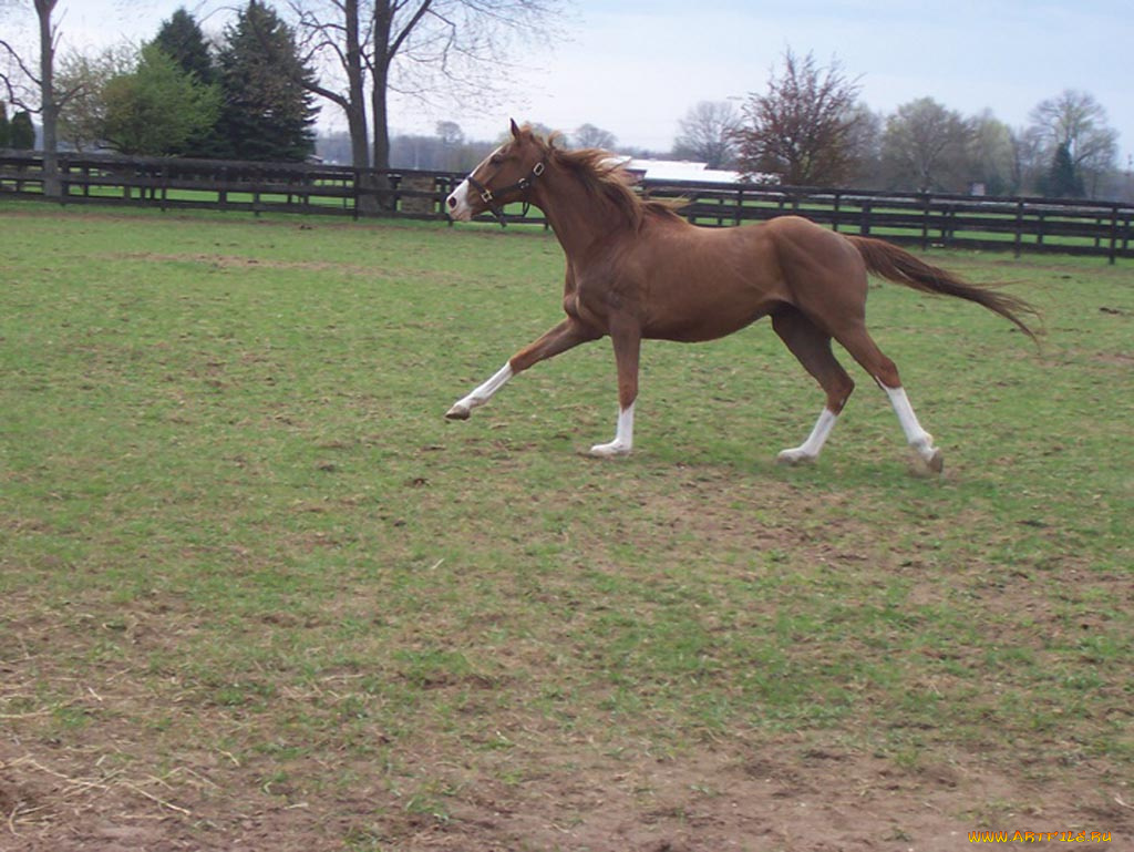 животные, лошади