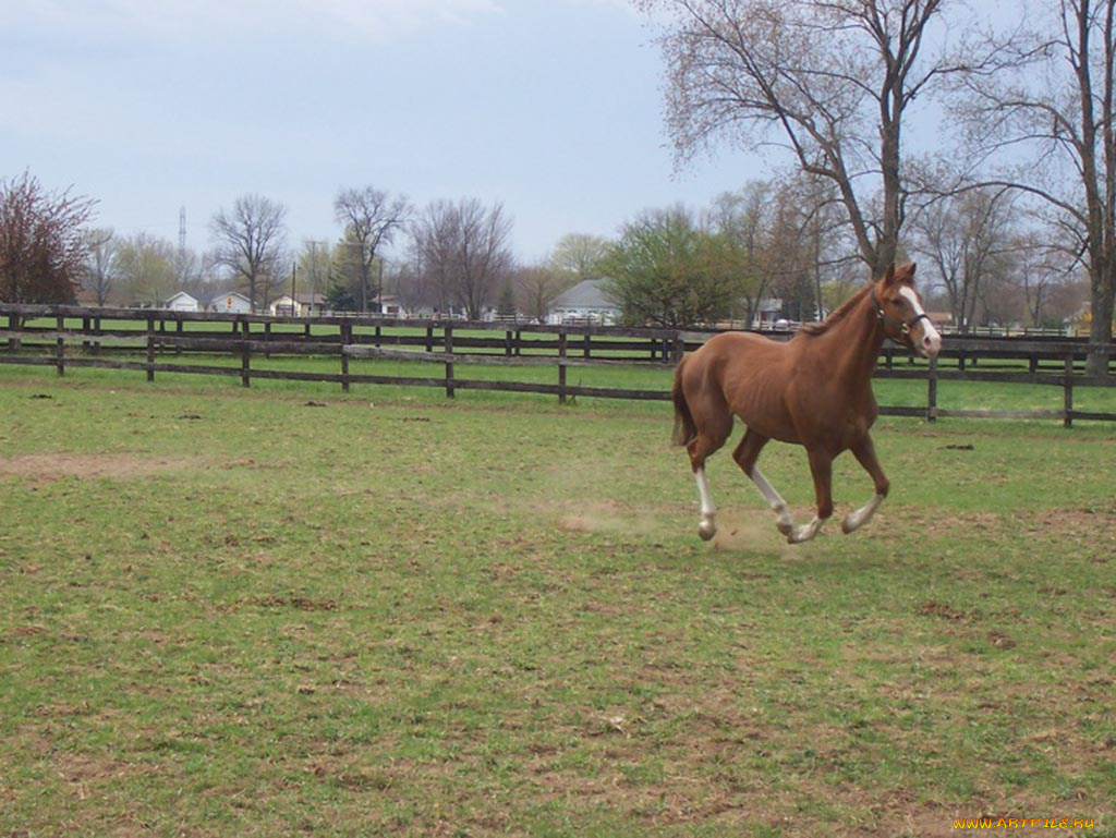животные, лошади
