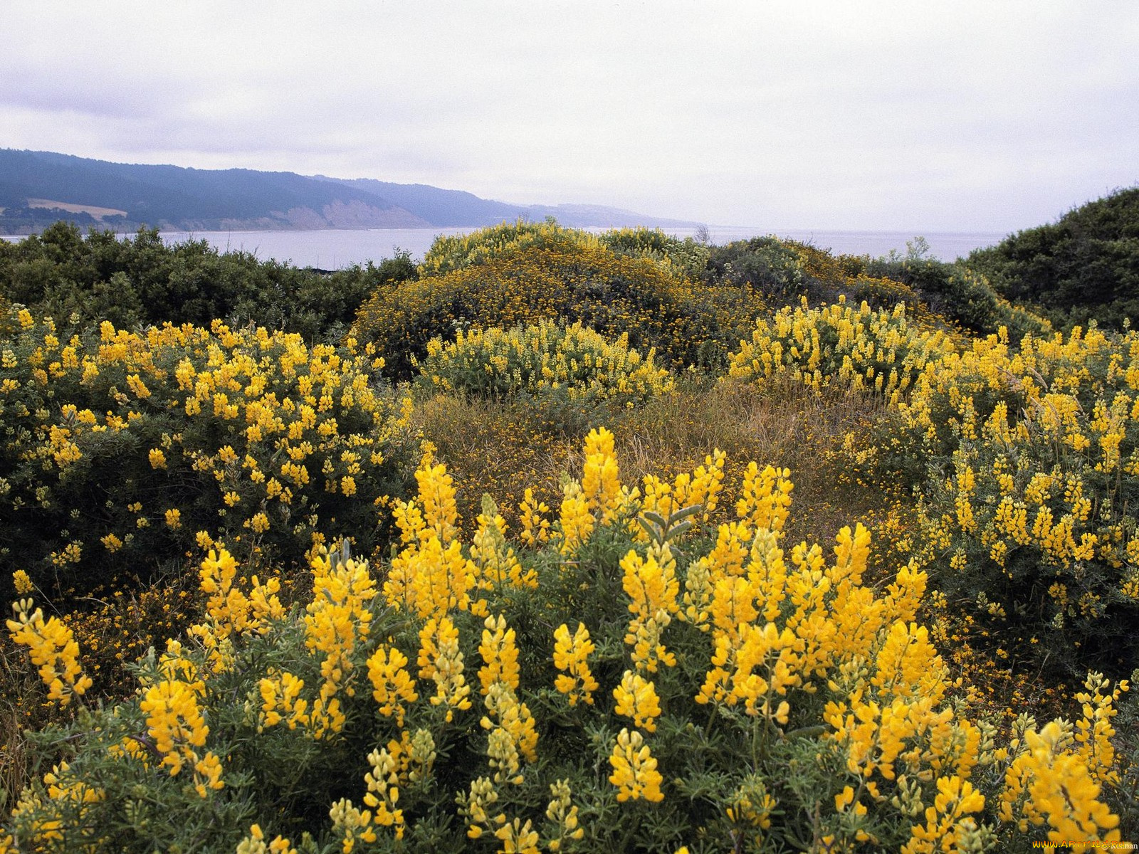 цветы, луговые, полевые