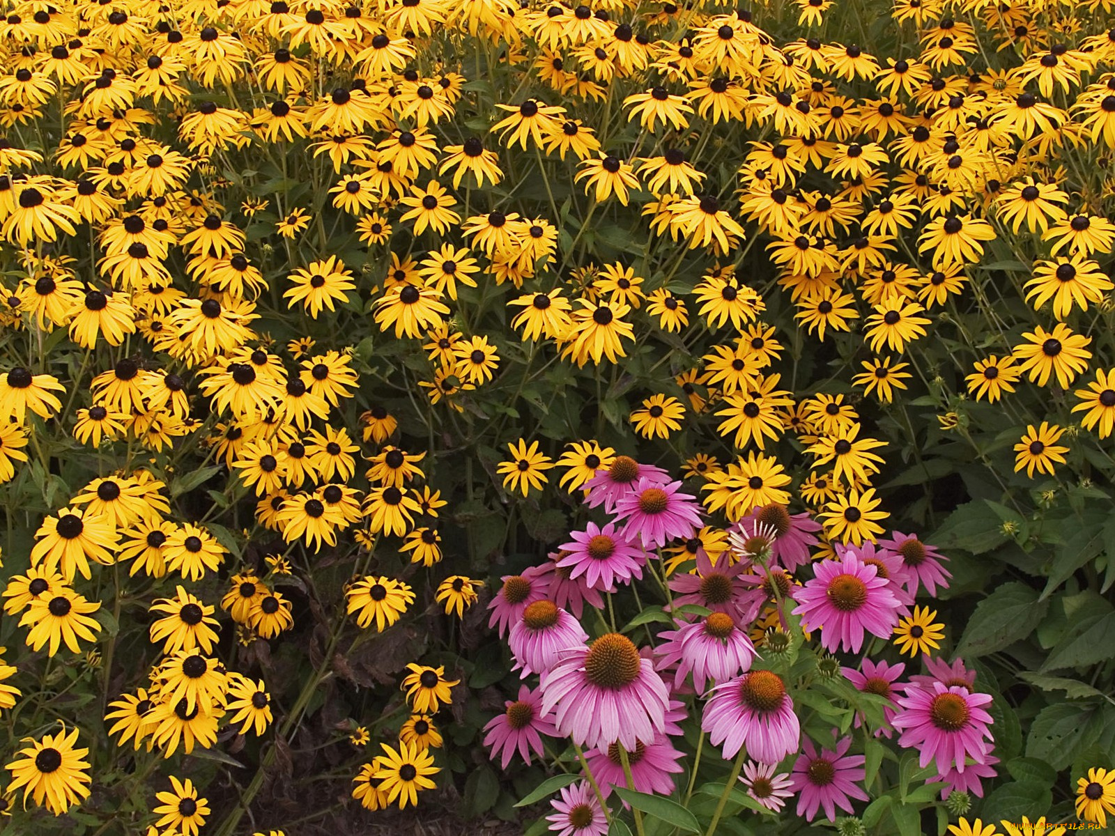 цветы, рудбекия