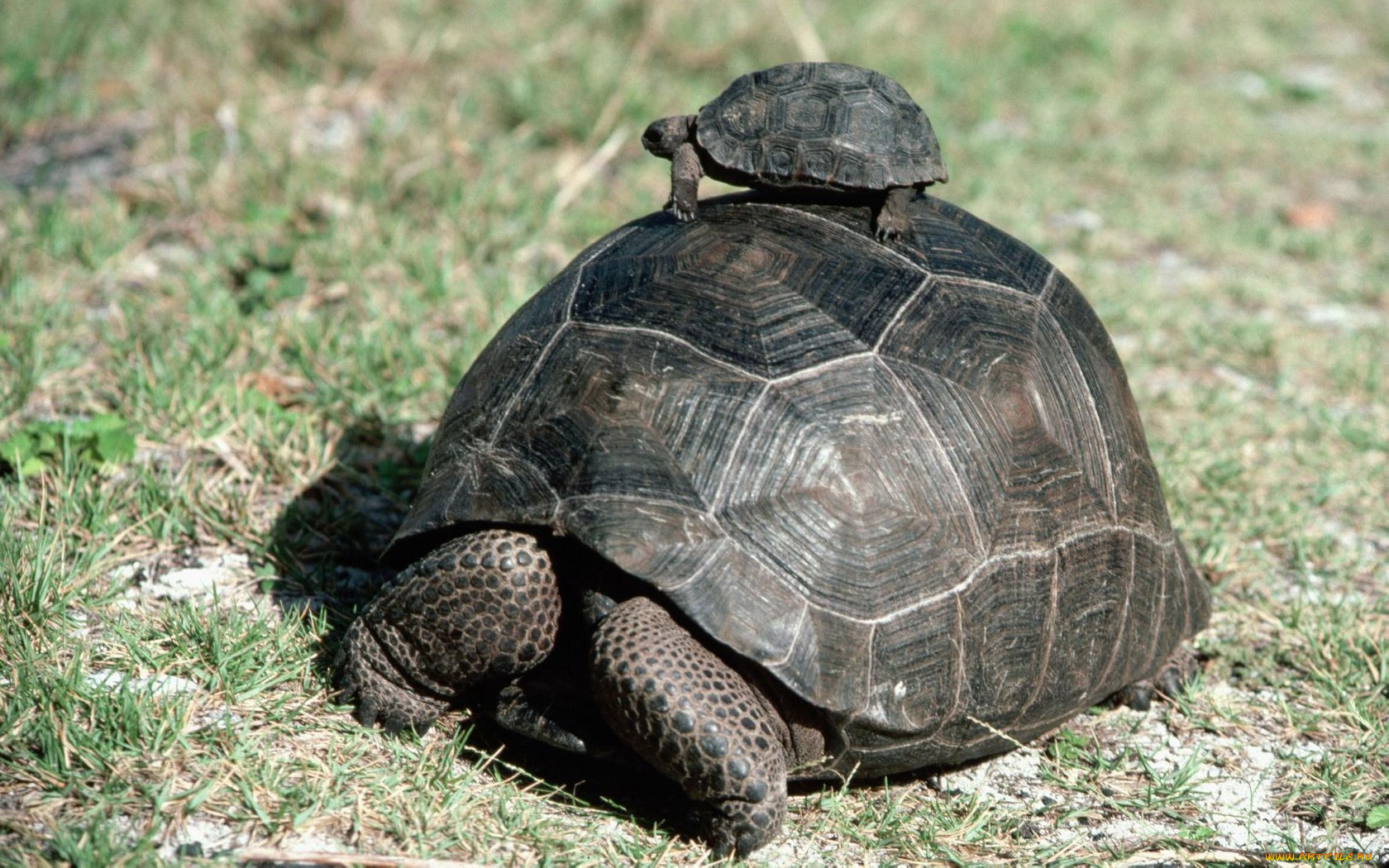 животные, Черепахи