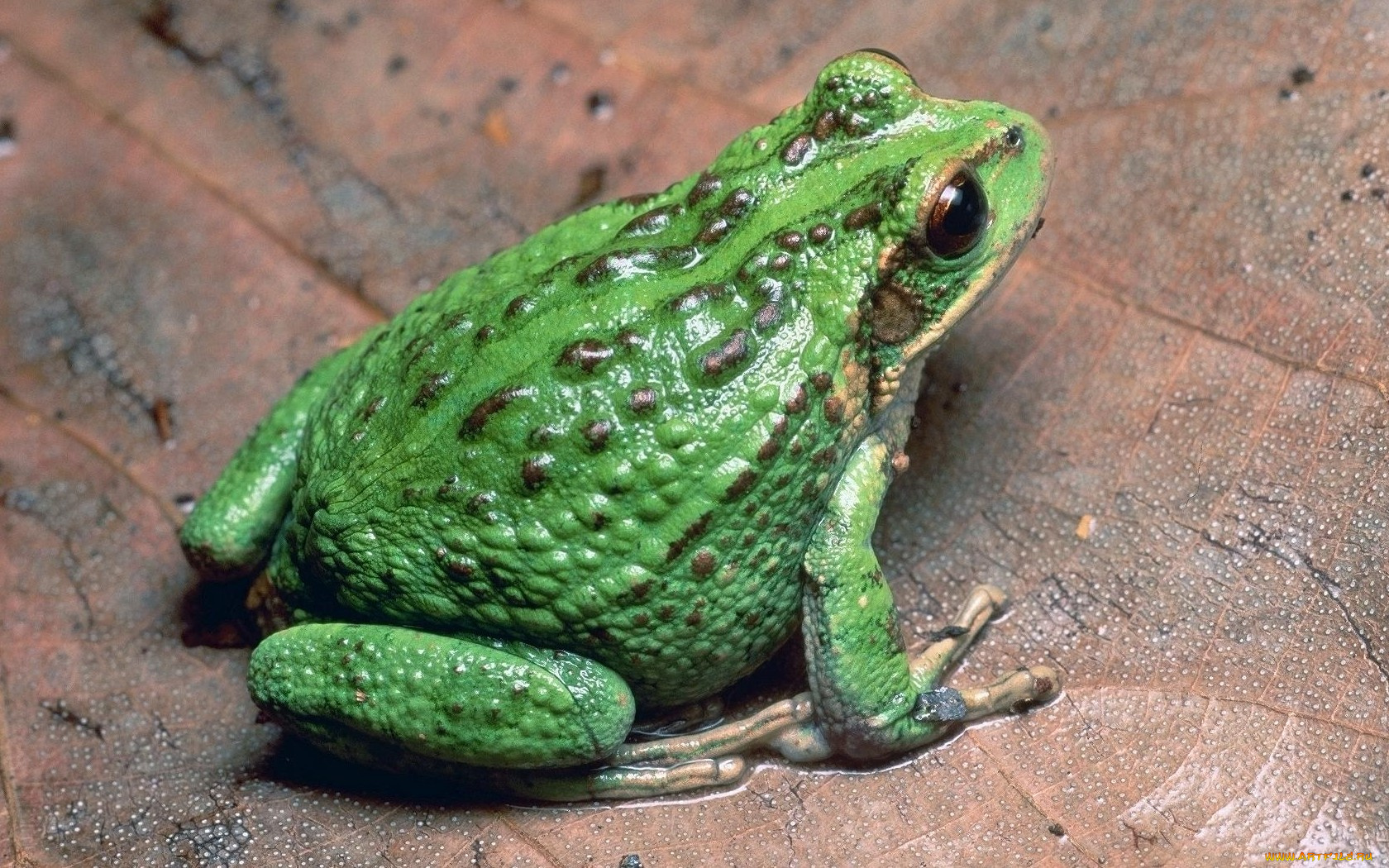 животные, лягушки