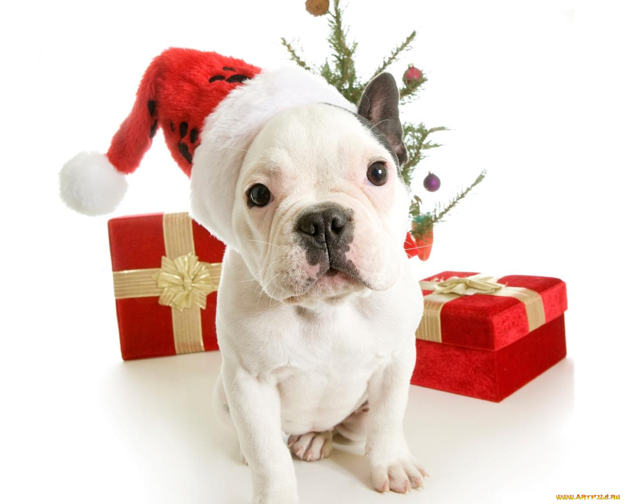 животные, собаки