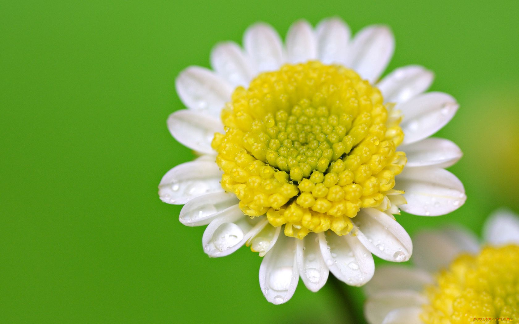 цветы, ромашки