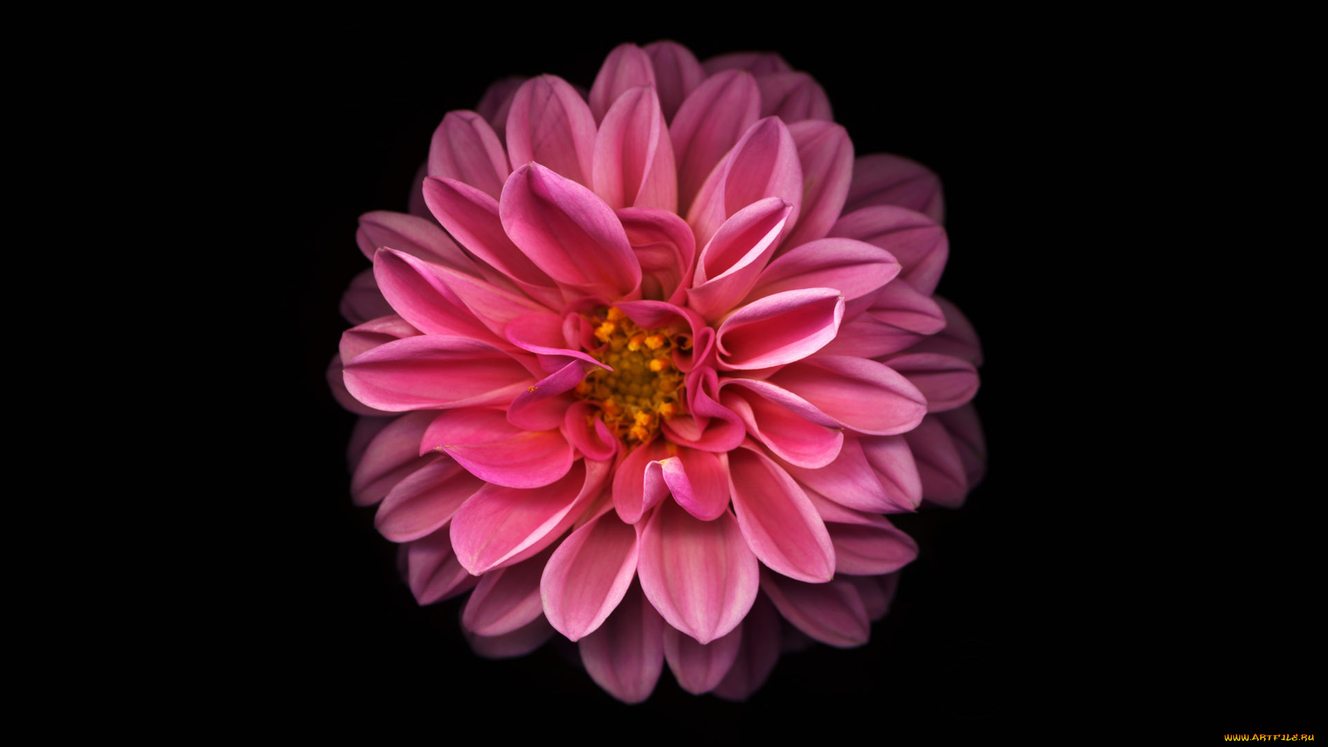 цветы, георгины