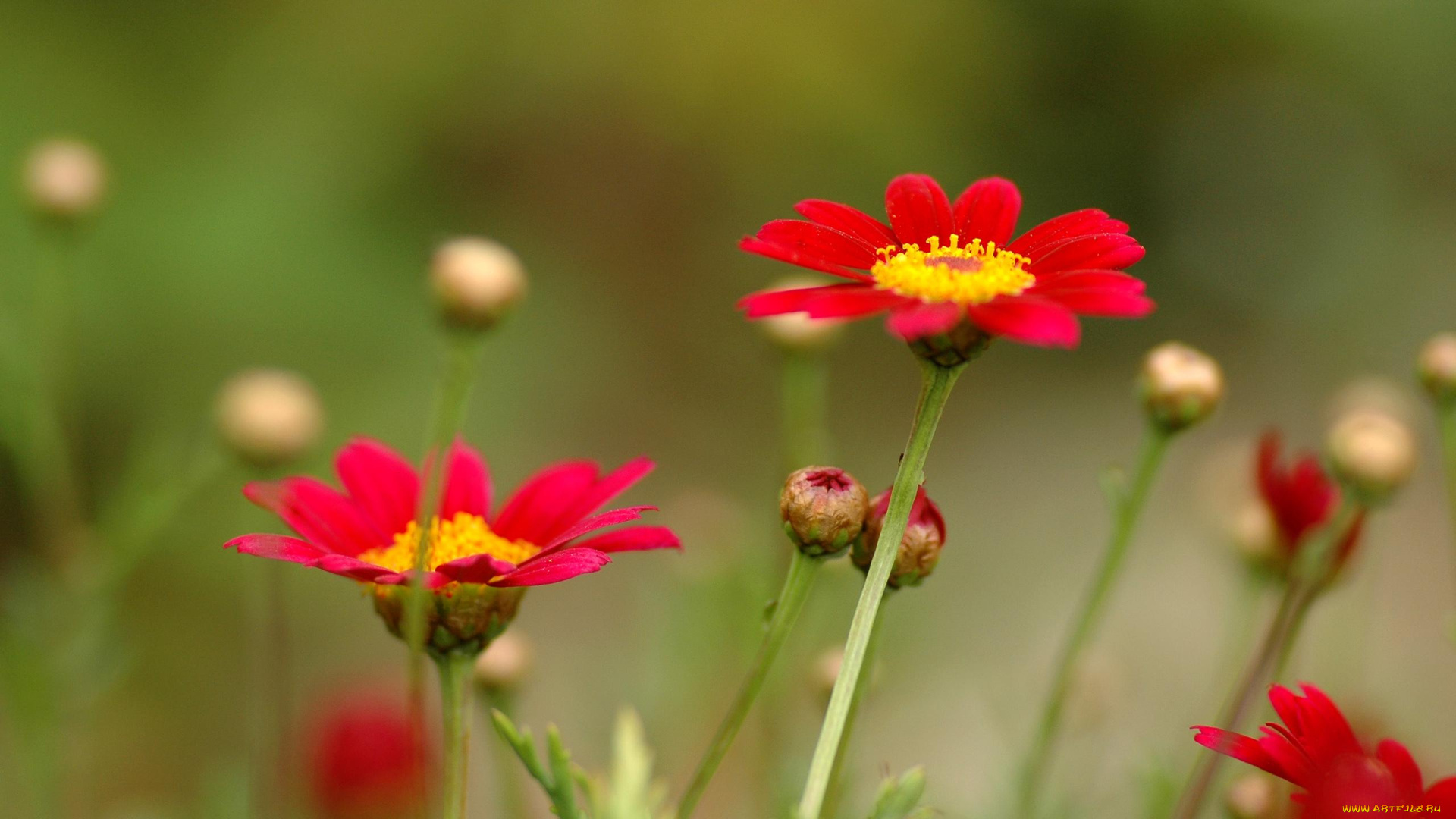 цветы, луговые, полевые