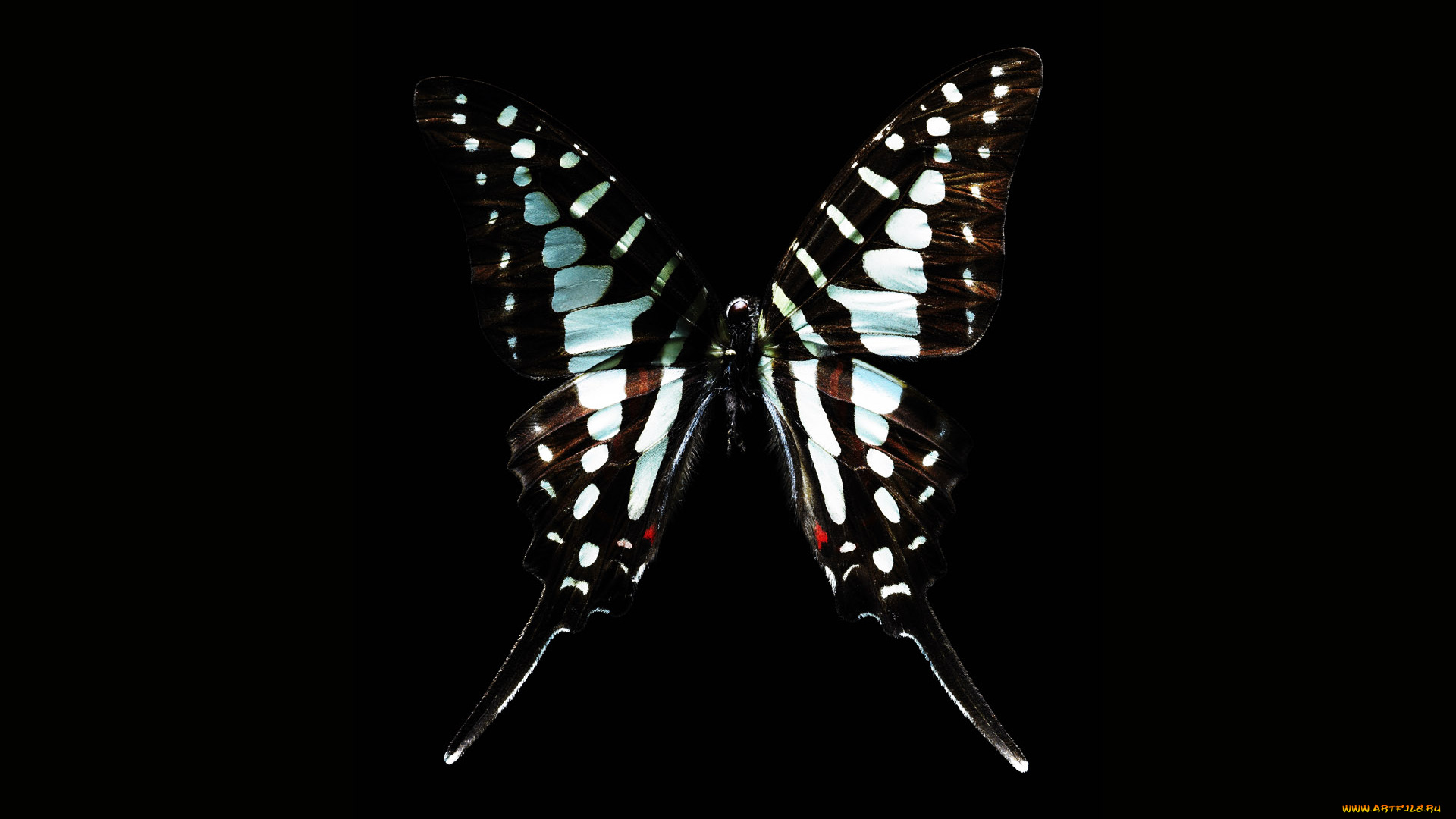 животные, бабочки