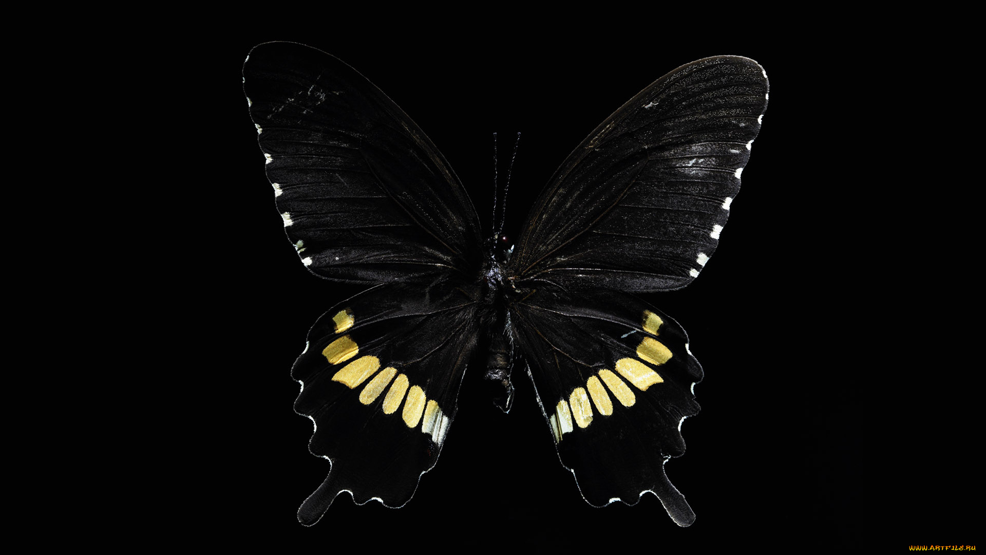 животные, бабочки