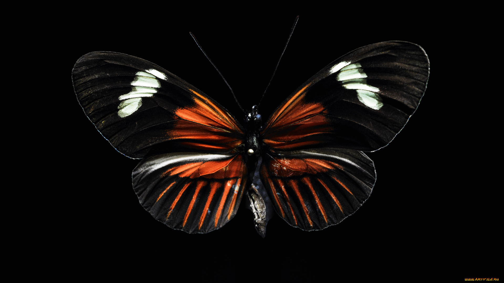 животные, бабочки