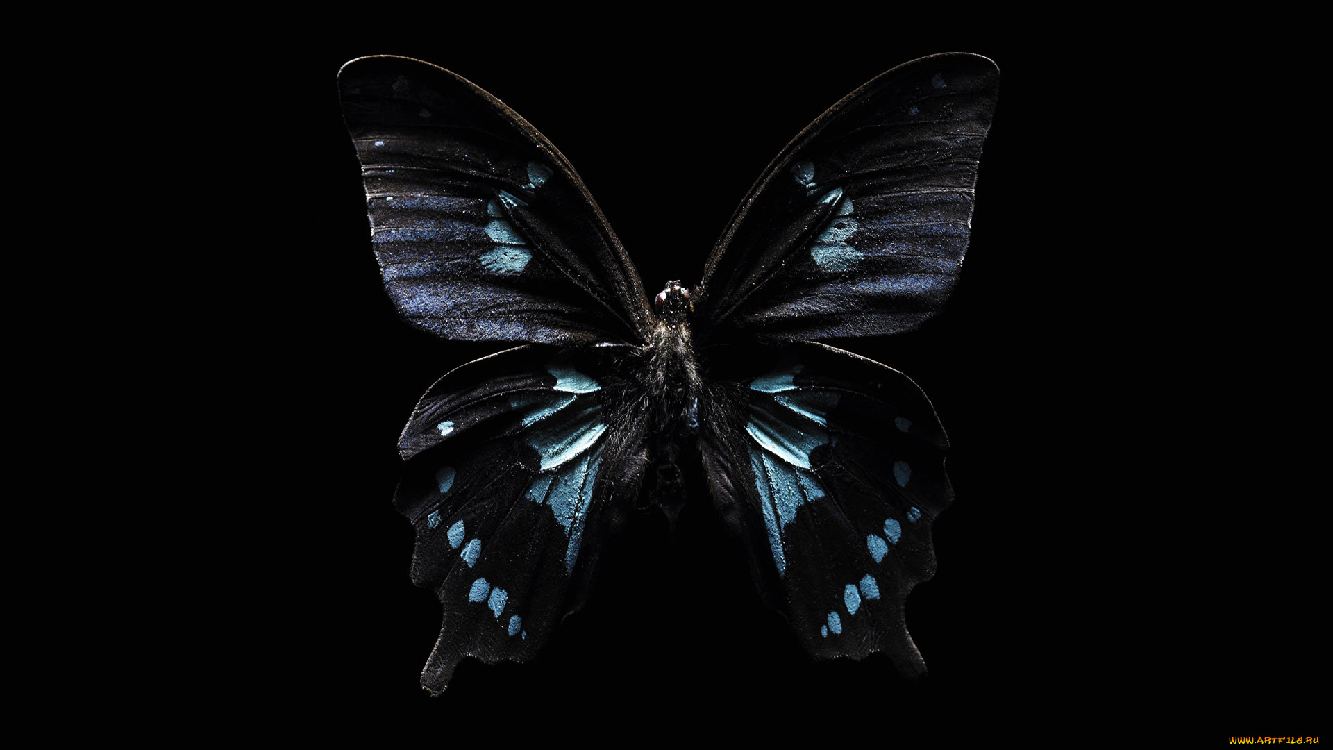 животные, бабочки