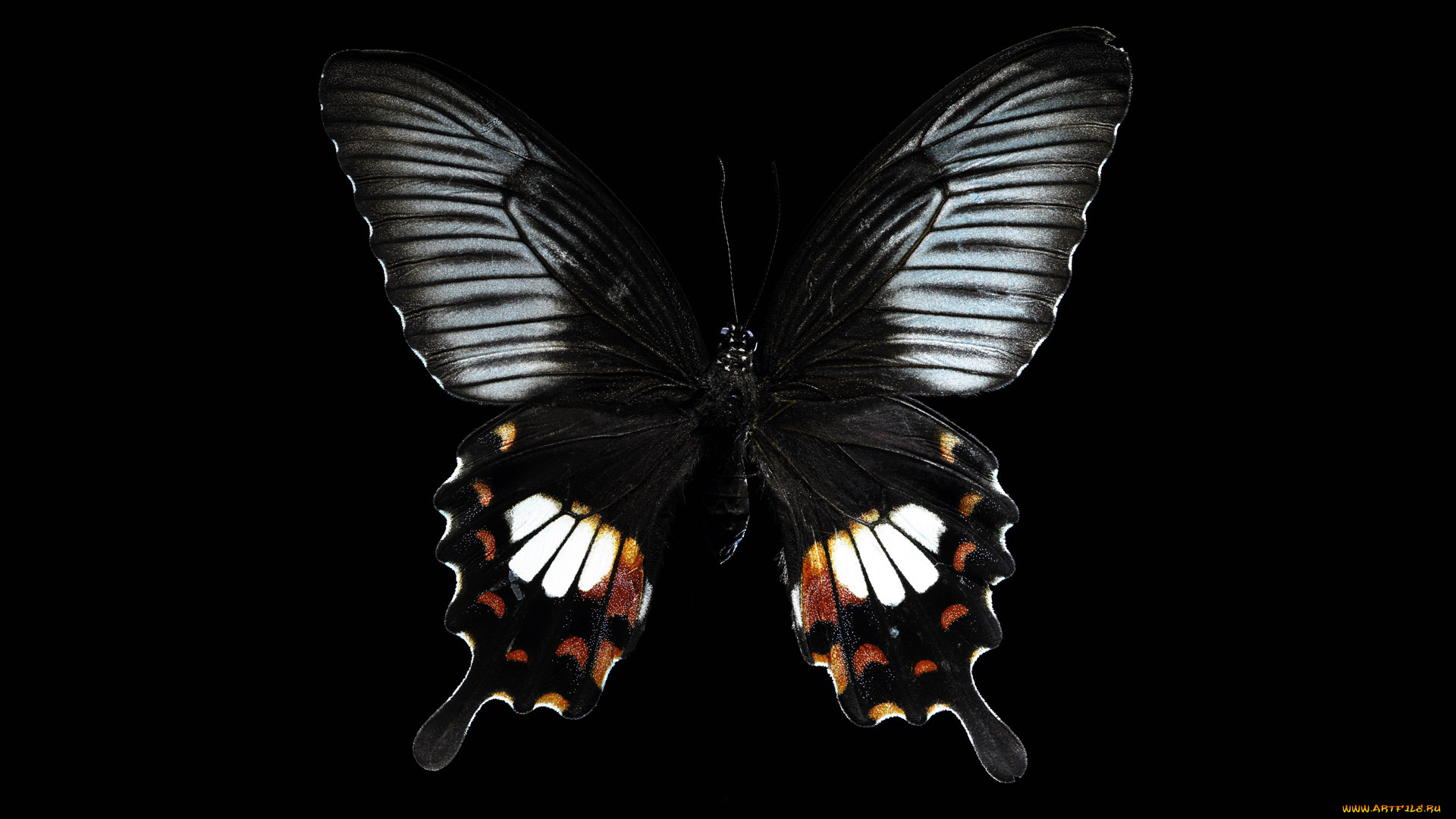 животные, бабочки