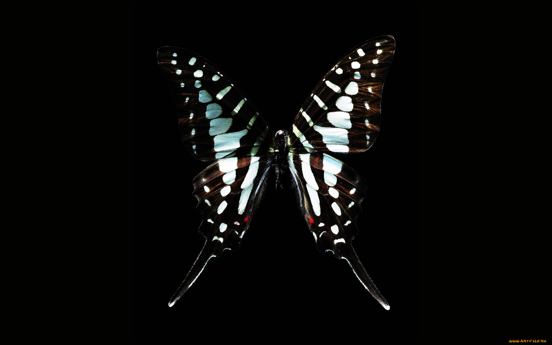 животные, бабочки