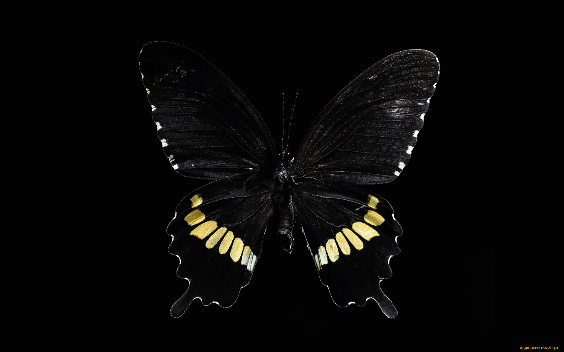 животные, бабочки