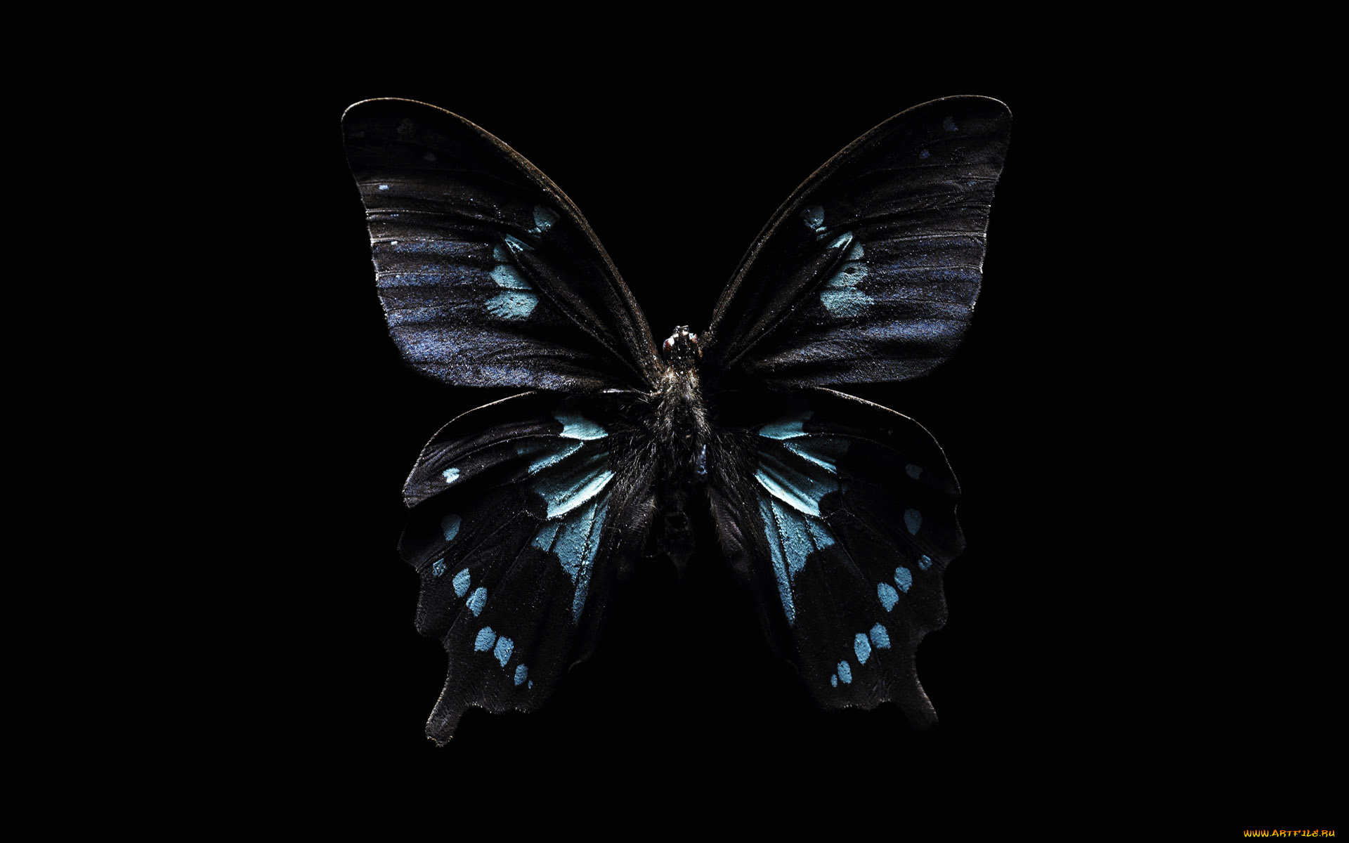 животные, бабочки