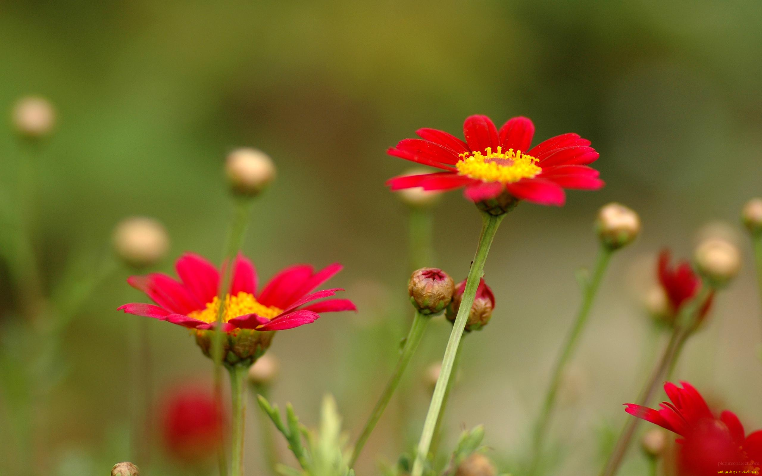 цветы, луговые, полевые