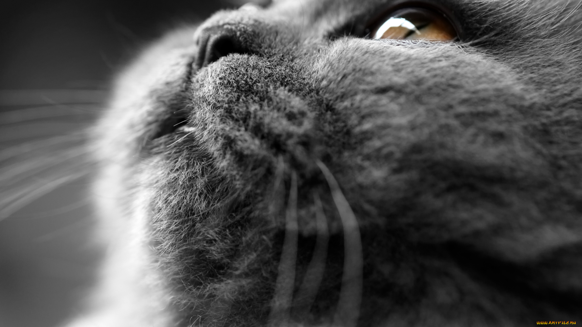 животные, коты