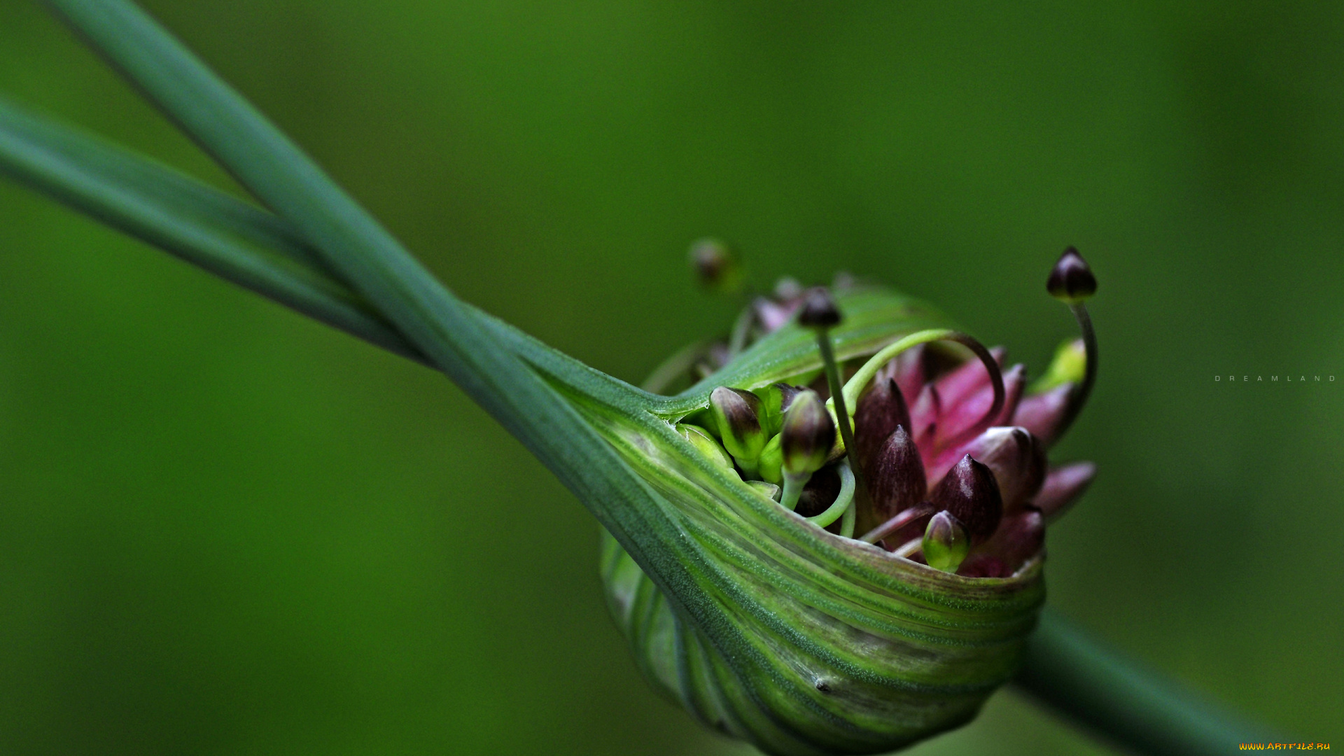 природа, макро, ростки