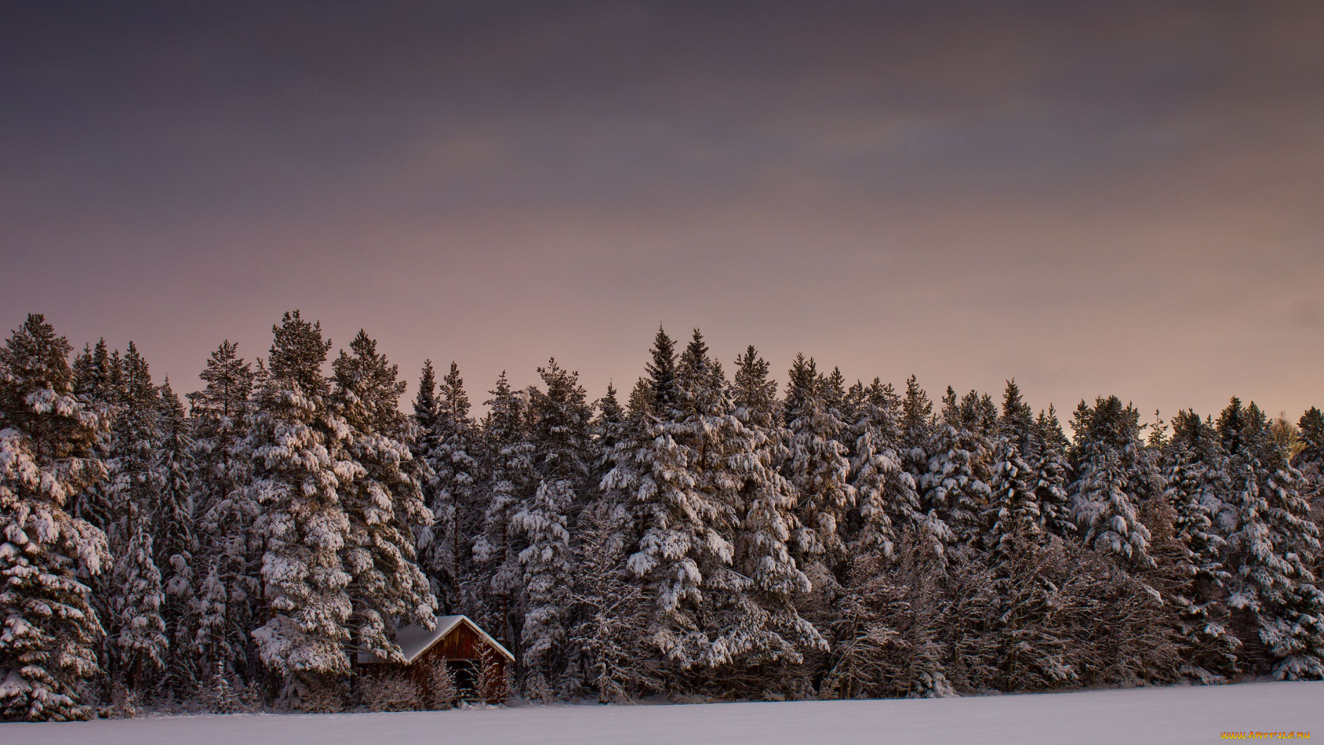 природа, зима, снег, ели