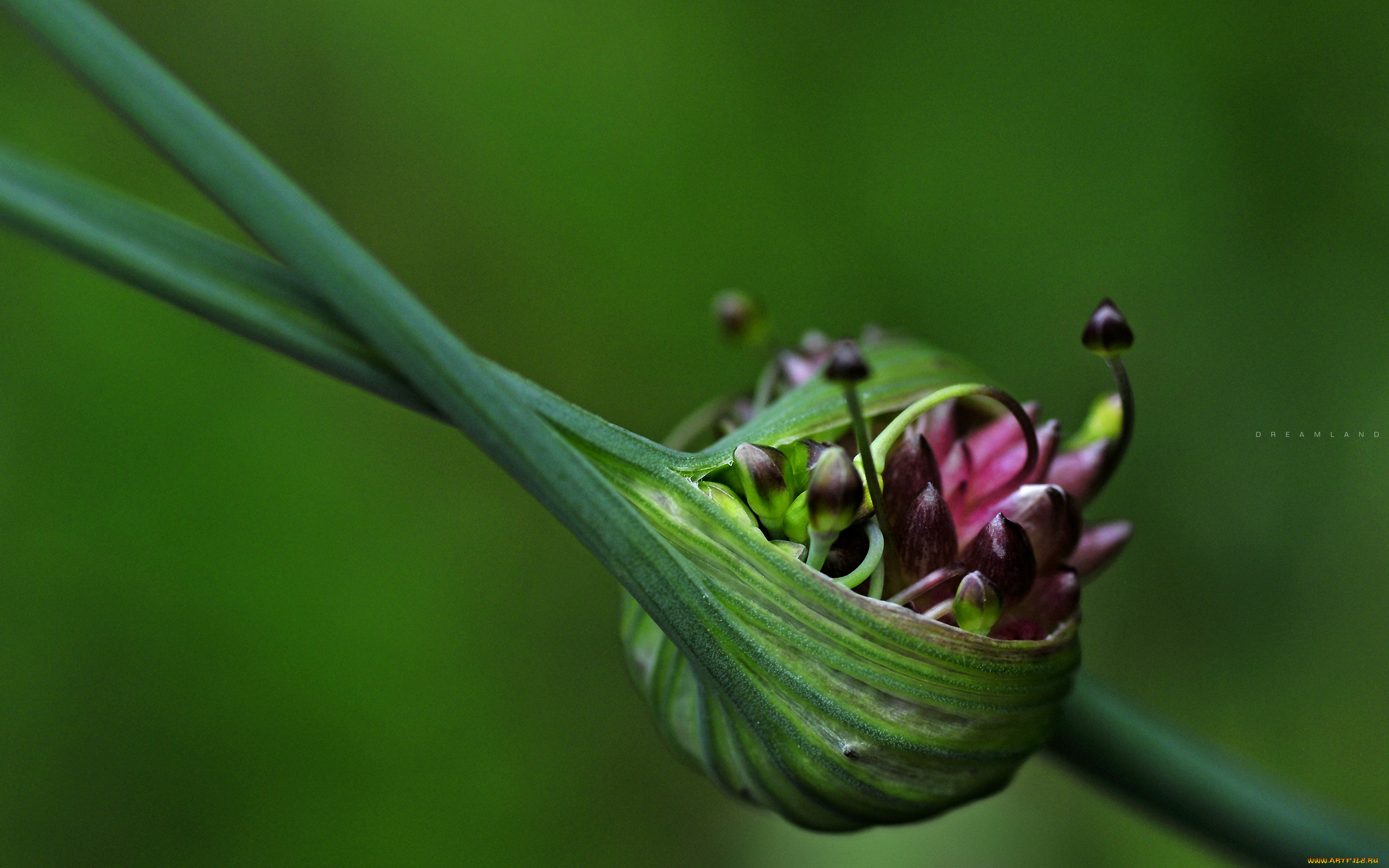 природа, макро, ростки