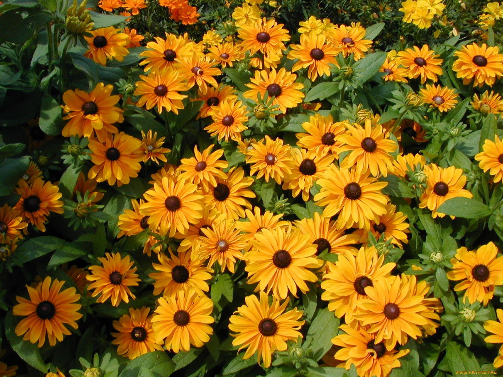 цветы, рудбекия, бутоны