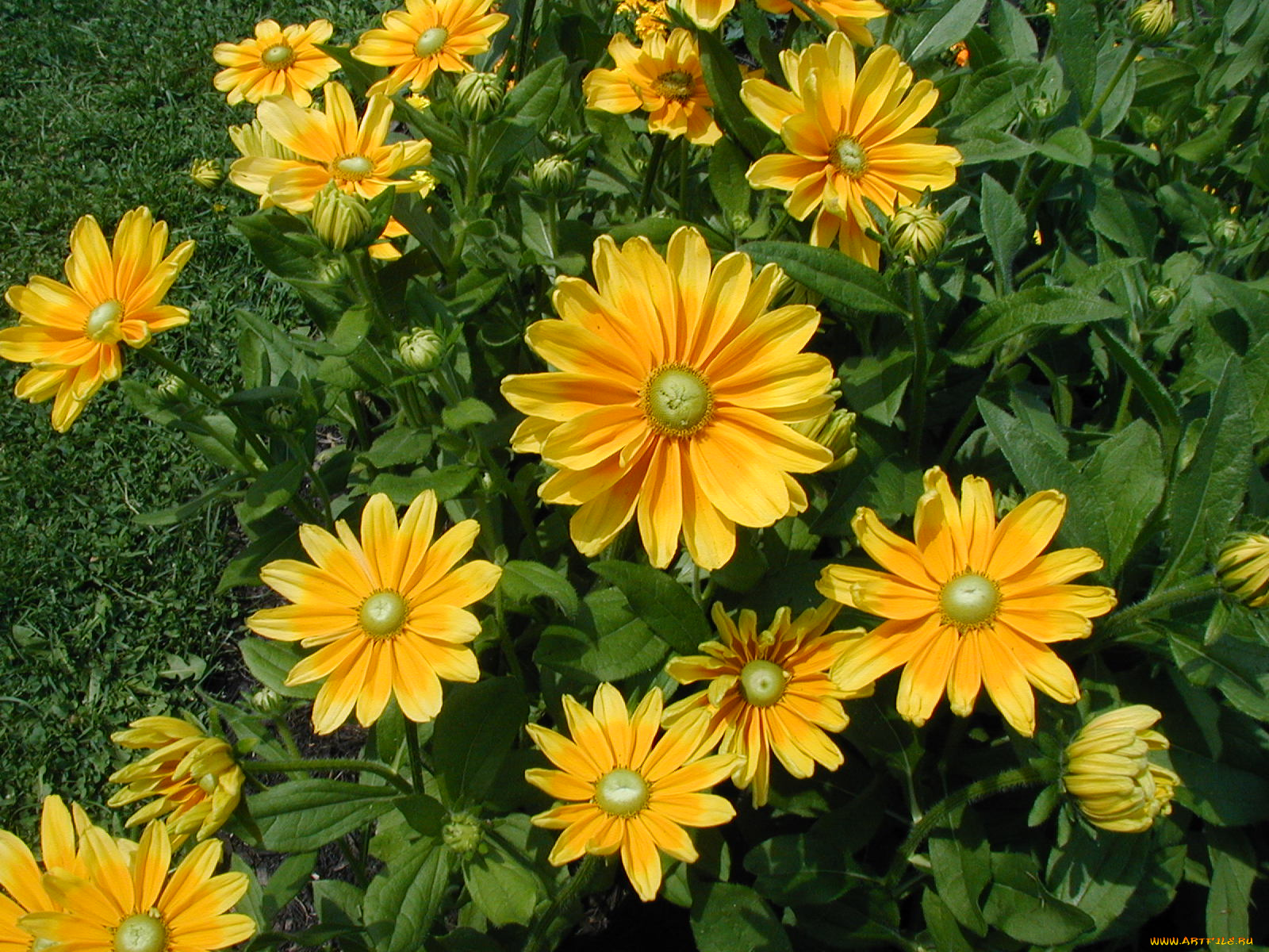 цветы, рудбекия, лепестки