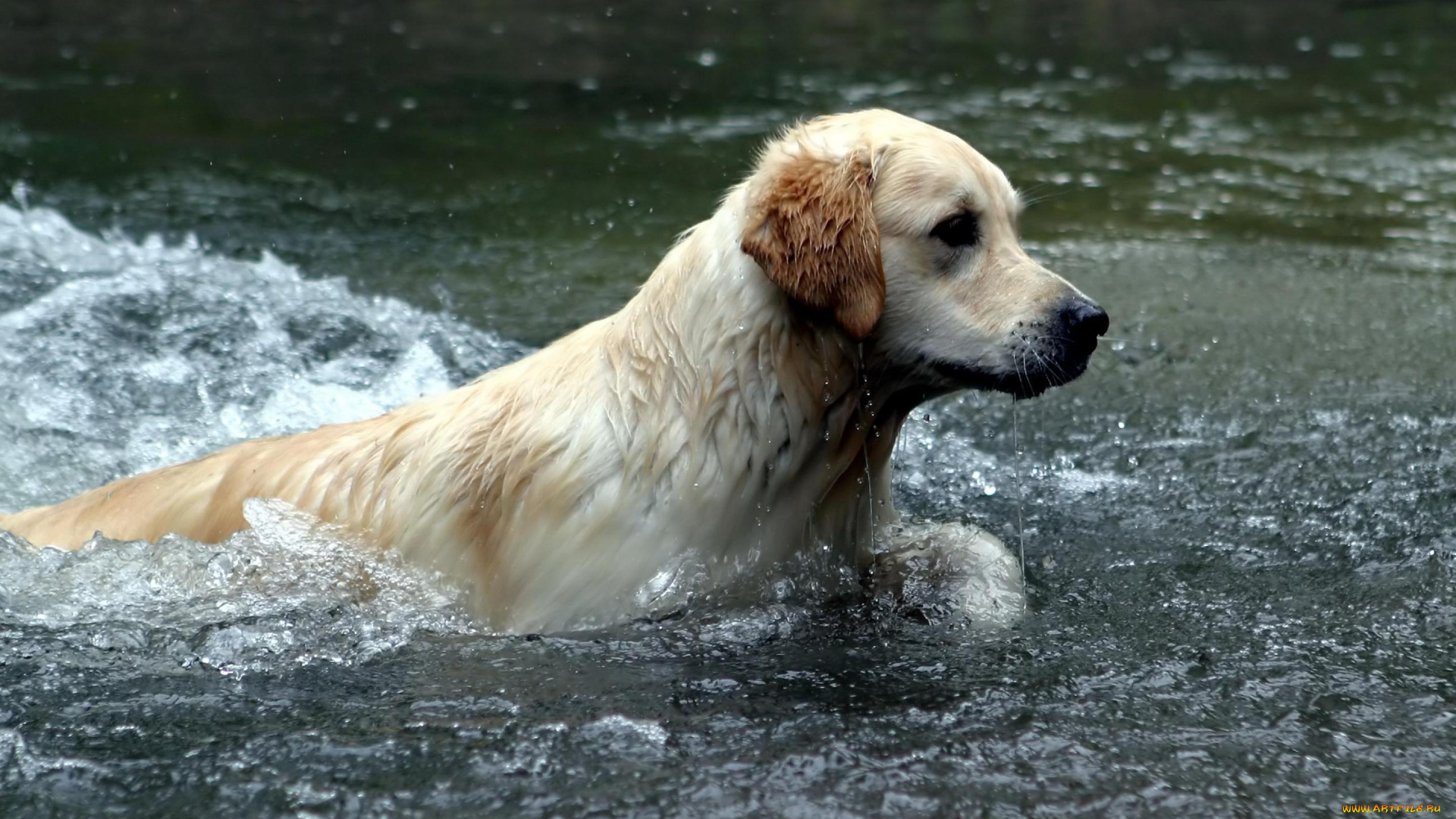 австралийский, лабрадор, животные, собаки, собака, вода, брызги